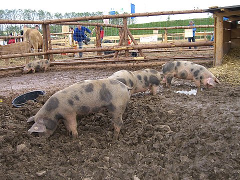 Bentheimer Schweine, Foto: Antje Feldmann