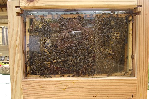 Dunkle Bienen, Foto: Klein