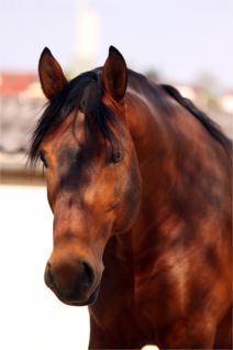 Altwürttemberger Pferd – Hengst Sorius, Foto: Bozai