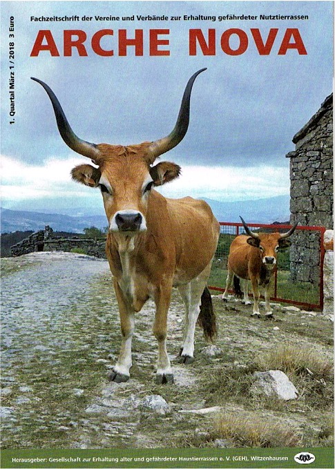 Titelbild: Attraktive Cachena-Kühe im Dorf Branda do Aljal in Nordportugal Foto: ProSpecieRara